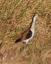 Wattled Jacanas